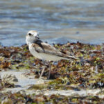 Malaysian Plover (image by Graeme Wright)