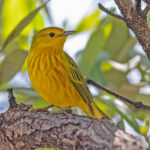Mangrove Warbler (image by Pete Morris)
