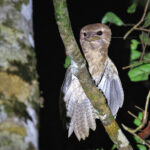 Marbled Frogmouth (image by János Oláh)