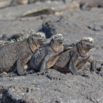 Marine Iguana (image by Pete Morris)