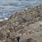 Marine Iguana (image by Pete Morris)