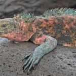 Marine (Espanola) Iguana (image by Pete Morris)