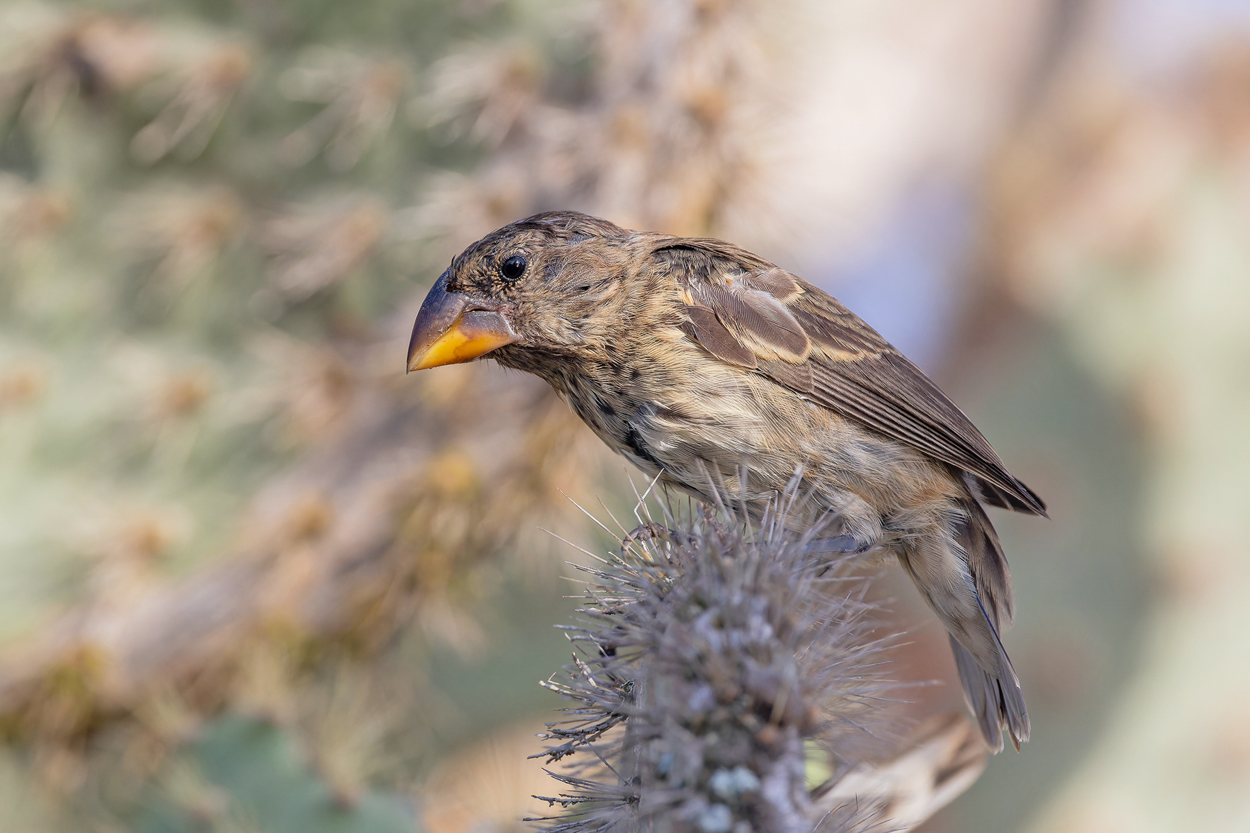 Medium Tree Finch (image by Pete Morris)