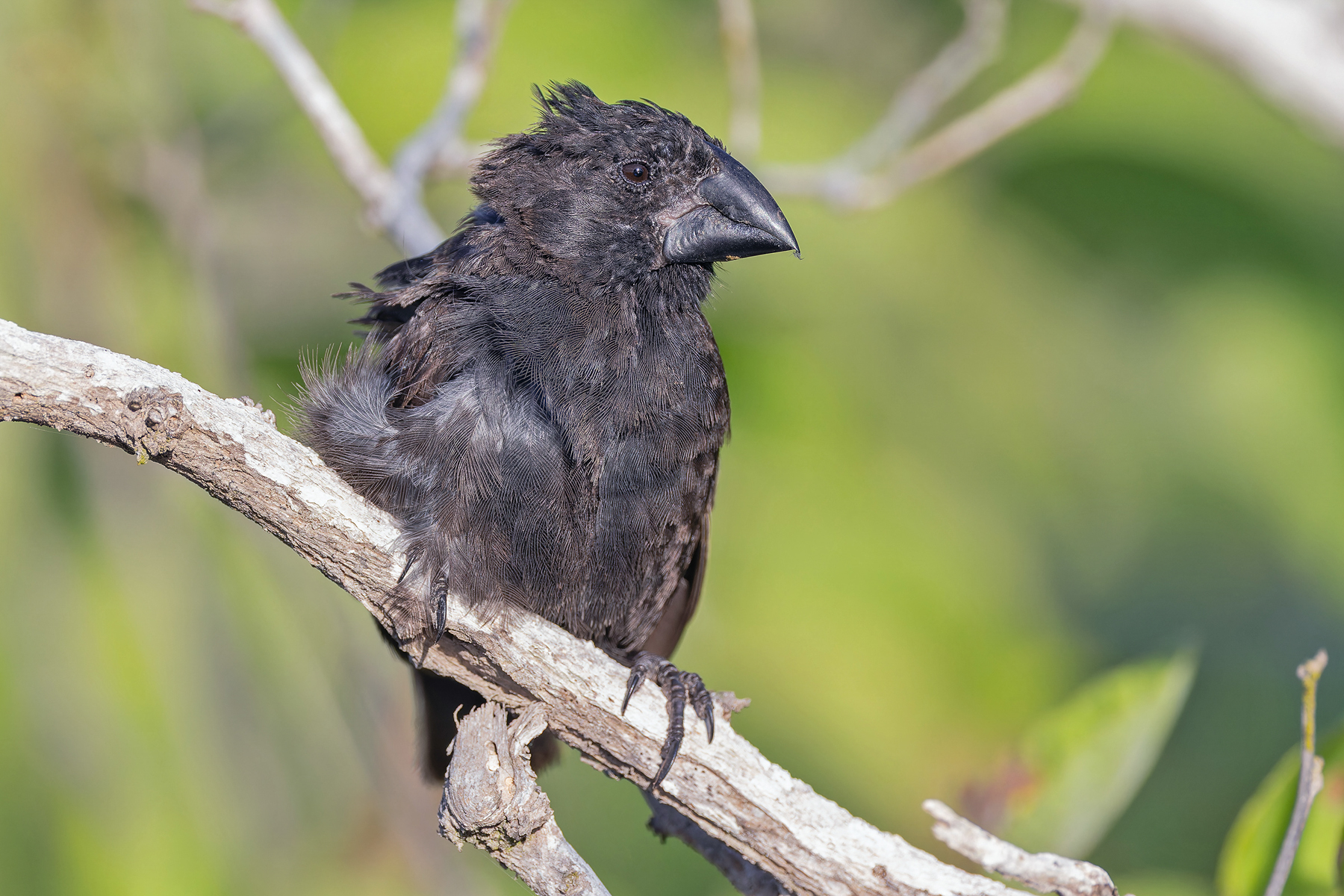 Medium Tree Finch (image by Pete Morris)