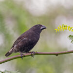 Medium (Isabela) Ground Finch (image by Pete Morris)