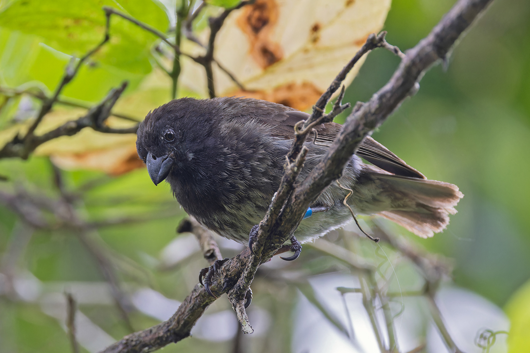 Medium Tree Finch (image by Pete Morris)