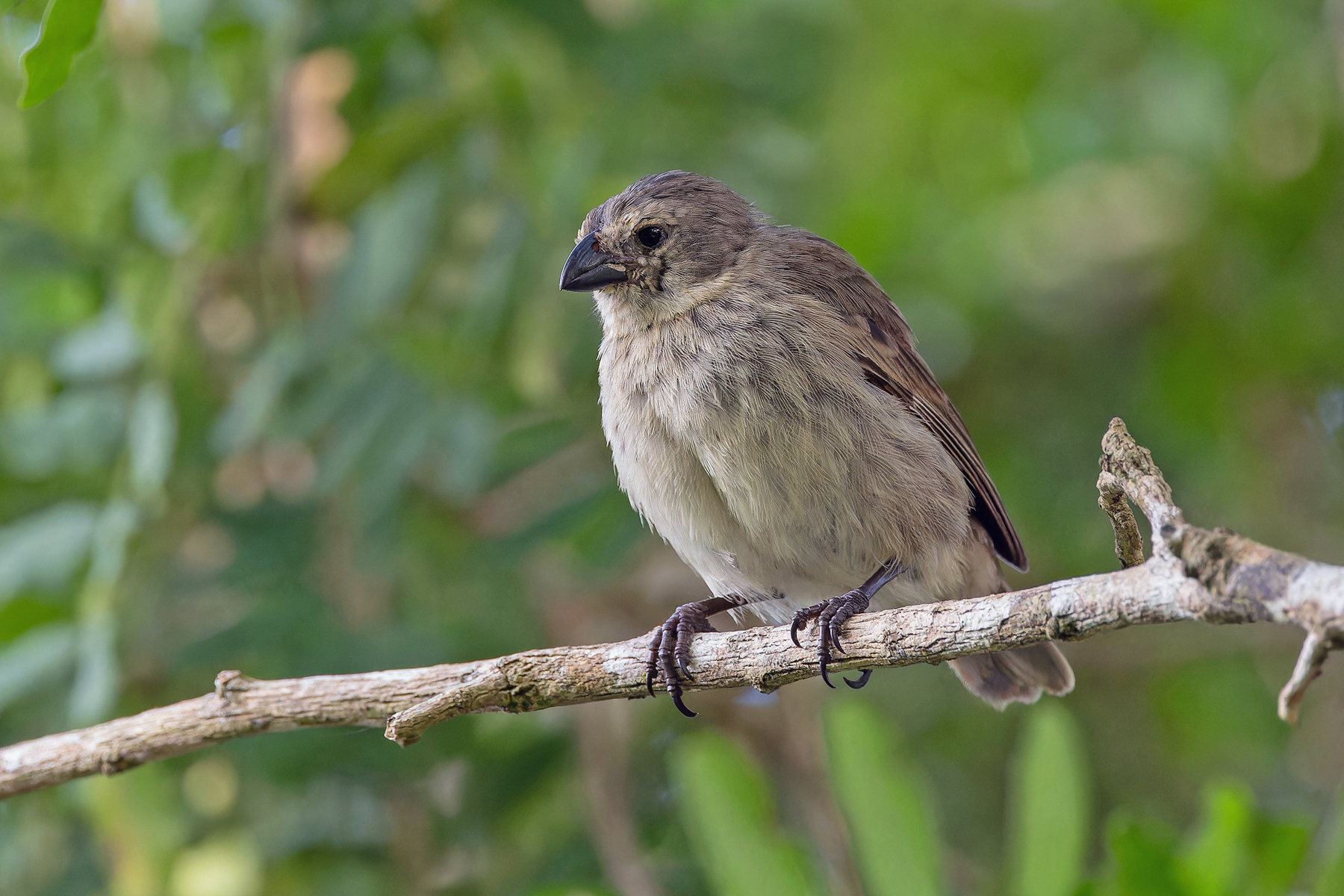 Medium Tree Finch (image by Pete Morris)