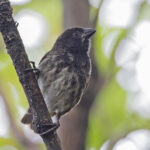 Medium Tree Finch (image by Pete Morris)