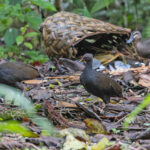 Melanesian Megapodes (image by Pete Morris)