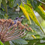 Metallic Starlings (image by Pete Morris)