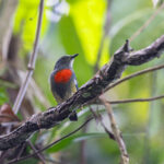 Midget Flowerpecker (image by Pete Morris)