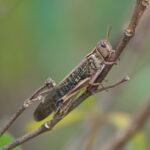 Migratory Locust (image by Craig Robson)