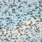 Migratory Locust swarm, Sumba (image by Graeme Wright)
