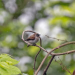 Mottled Flowerpecker (image by Pete Morris)
