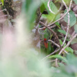 Mount Mutis Parrotfinch (image by Craig Robson)