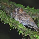 Mountain Owlet-nightjar (image by János Oláh)