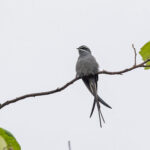 Moustached Treeswift (image by Pete Morris)