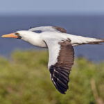 Nazca Booby (image by Pete Morris)