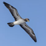 juvenile Nazca Booby (image by Pete Morris)