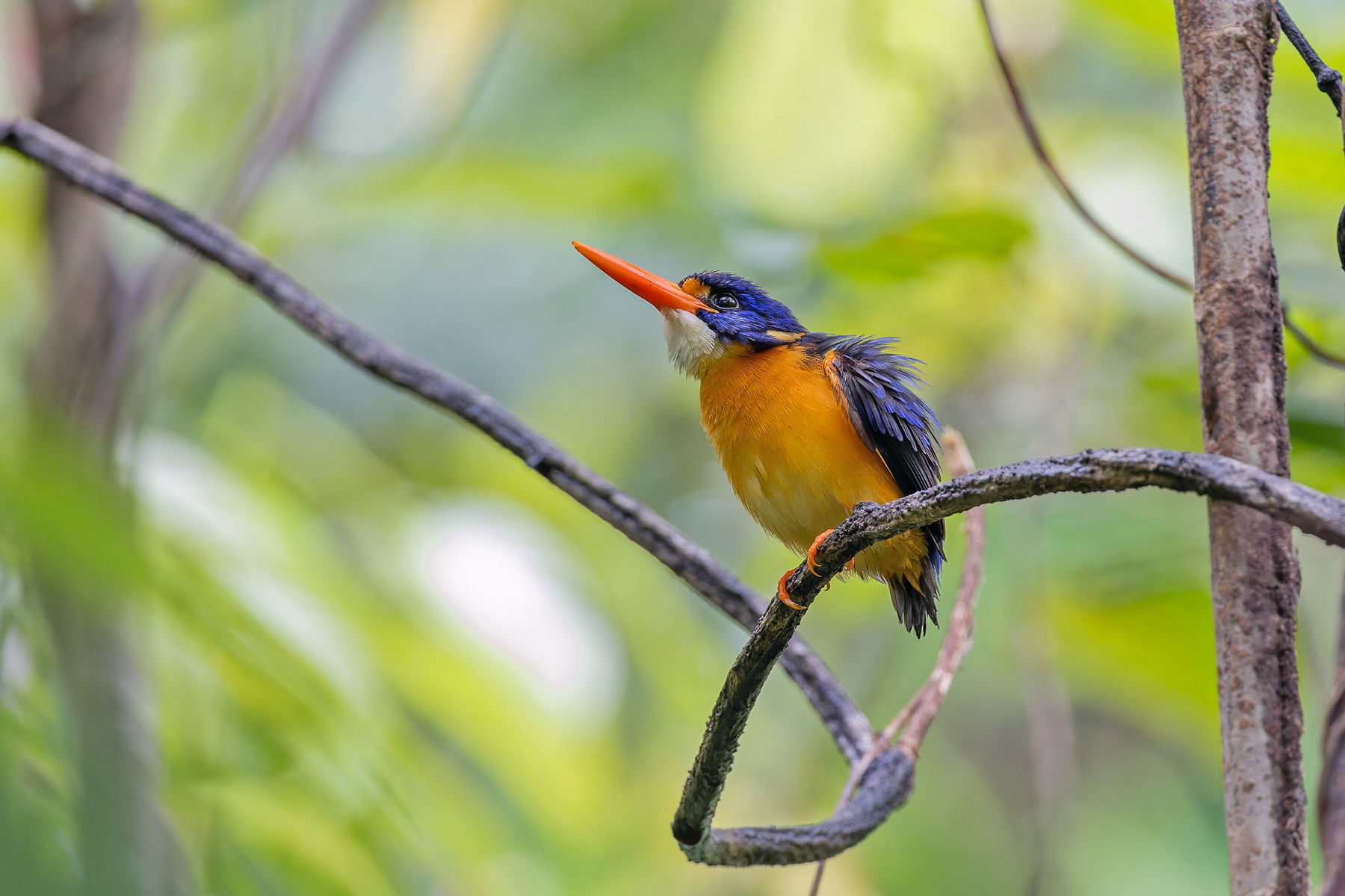 New Georgia Dwarf Kingfisher (image by Pete Morris)