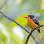 New Georgia Dwarf Kingfisher (image by Pete Morris)