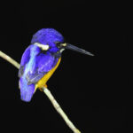 New Guinea Dwarf Kingfisher (image by János Oláh)
