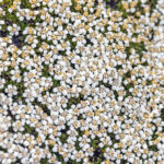 New Island flora (image by Pete Morris)