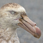 Northern Giant Petrel (image by Pete Morris)