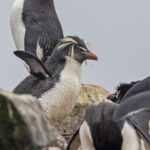 Northern Rockhopper Penguin (image by Pete Morris)