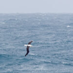 Northern Royal Albatross (image by Pete Morris)