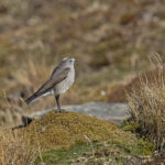 Ochre-naped Ground Tyrant (image by Pete Morris)