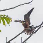Oriental Hobby (image by Pete Morris)