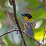 Oriole Whistler, Guadalcanal (image by Pete Morris)