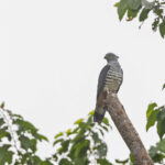 Pacific Baza (image by Pete Morris)