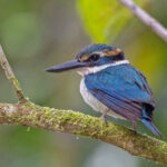 Pacific Kingfisher (image by Pete Morris)