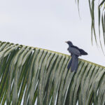 Pacific Koel (image by Pete Morris)