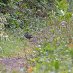 Paint-billed Crake (image by Pete Morris)
