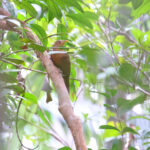 Papuan Babbler (image by János Oláh)