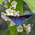 Papuan Birdwing (image by Pete Morris)