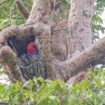 Papuan Eclectus (image by Pete Morris)