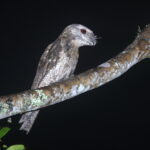 Papuan Frogmouth (image by János Oláh)