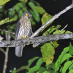 Papuan Hawk-Owl (image by János Oláh)