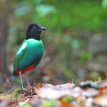 Papuan Hooded Pitta (image by János Oláh)