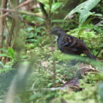 Papuan Logrunner (image by Dáni Balla)