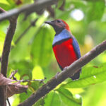 Papuan Pitta (image by János Oláh)