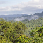 Parangiju (image by Pete Morris)