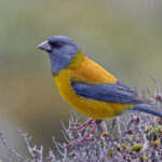 Patagonian Sierra Finch (image by Pete Morris)