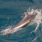 Peale's Dolphin (image by Pete Morris)