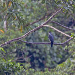 Pied Goshawk (image by Pete Morris)