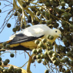 Pied Imperial Pigeon (image by Graeme Wright)
